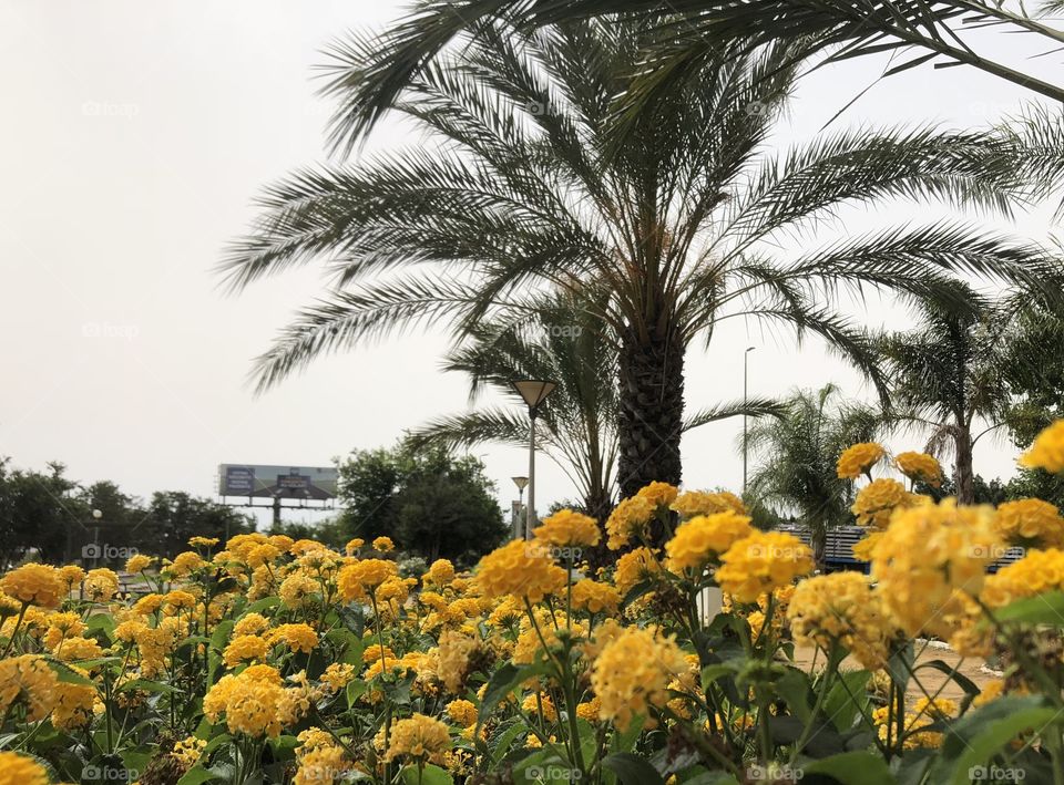 Palms and yellow flowers