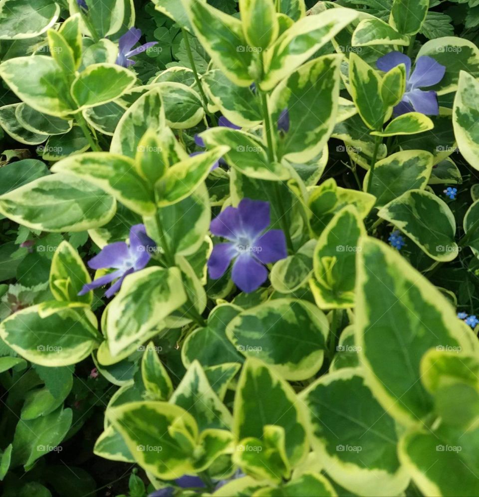 The beauty in nature