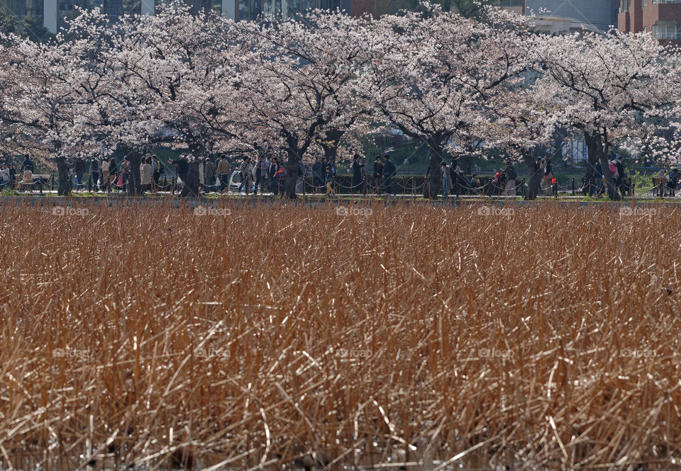 Cherry blossoms and reeds at Ueno Park, Tokyo