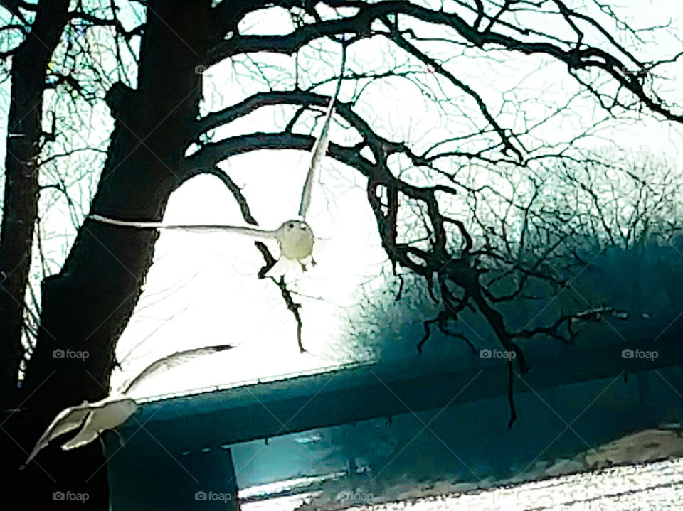 Seagull Low In Flight