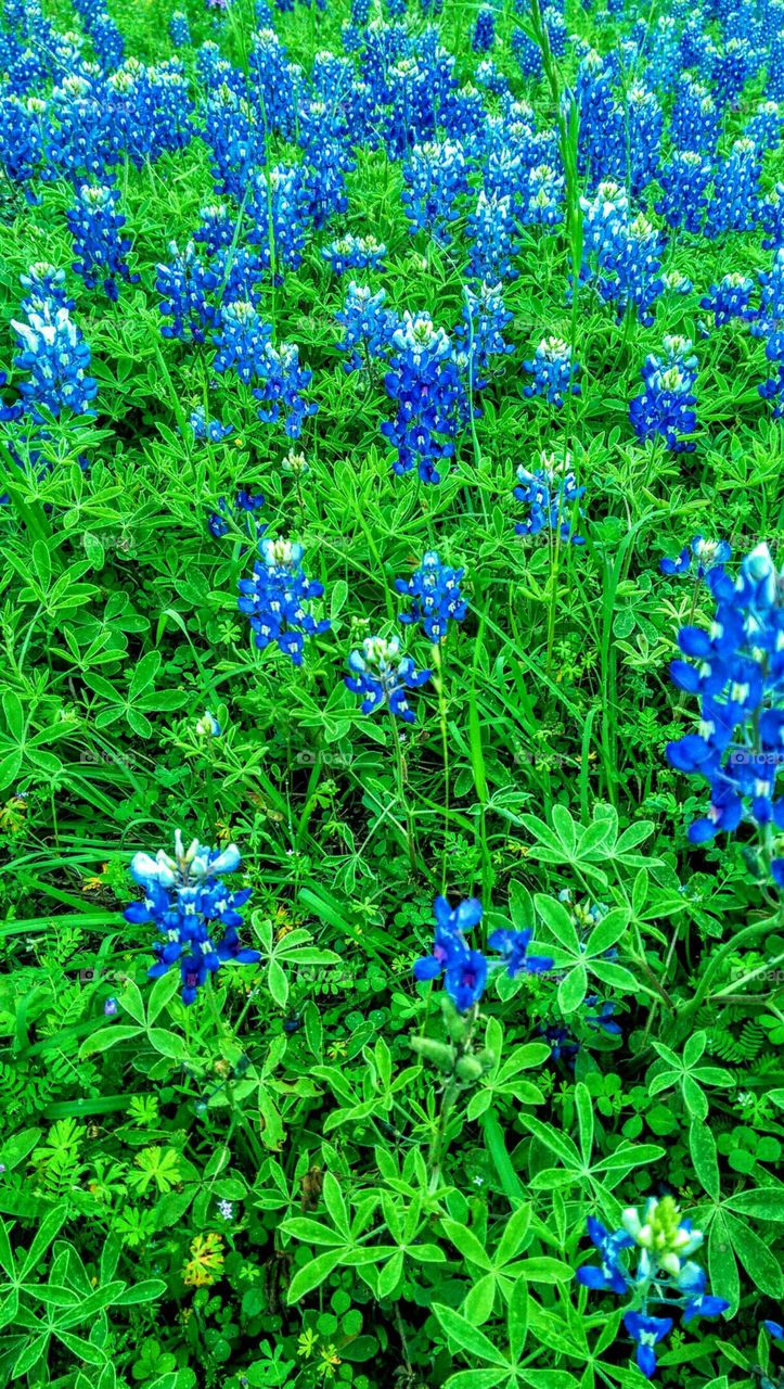 Bluebonnets in the spring.