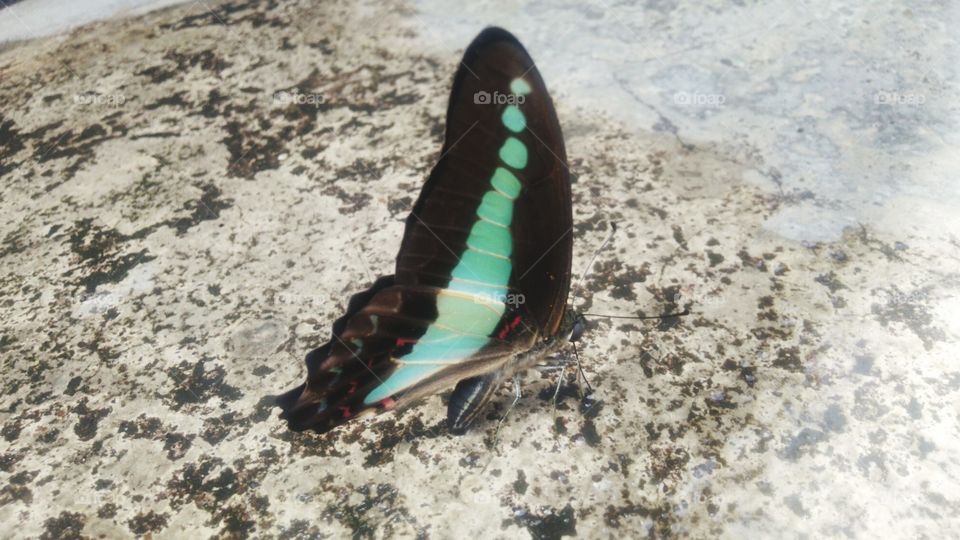 A beautiful Tosca green butterfly perched on a wet terrace.