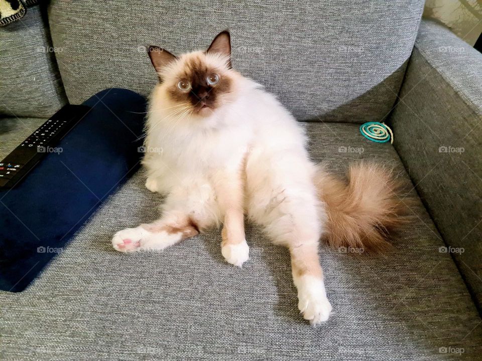 Sacred birman cat surprised while washing her butt