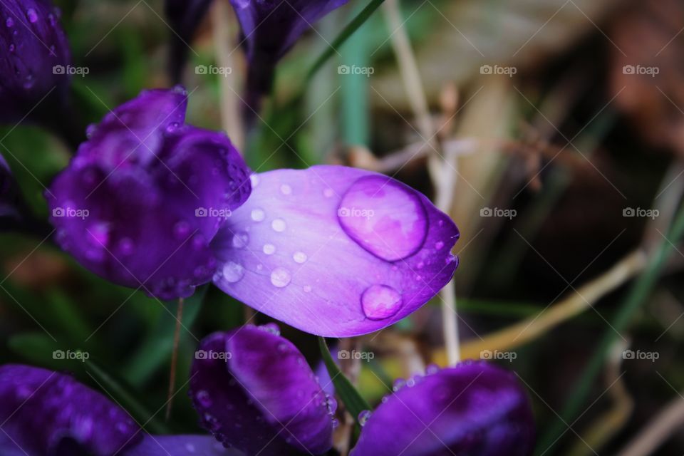 purple flower