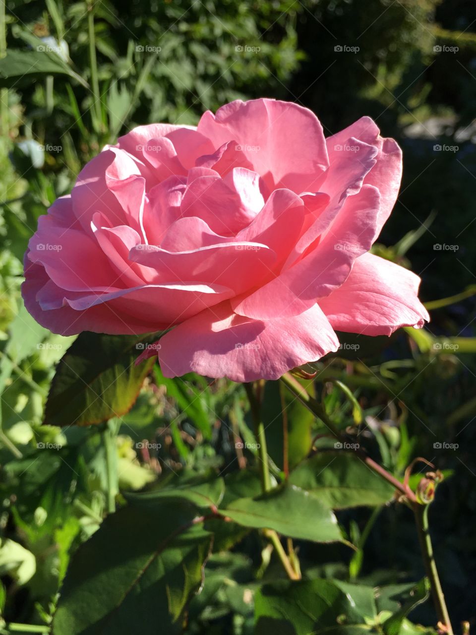 Gorgeous pink rose