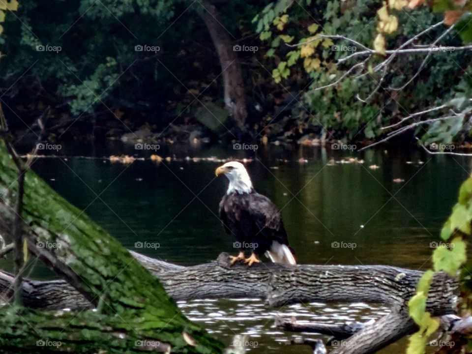 River Eagle