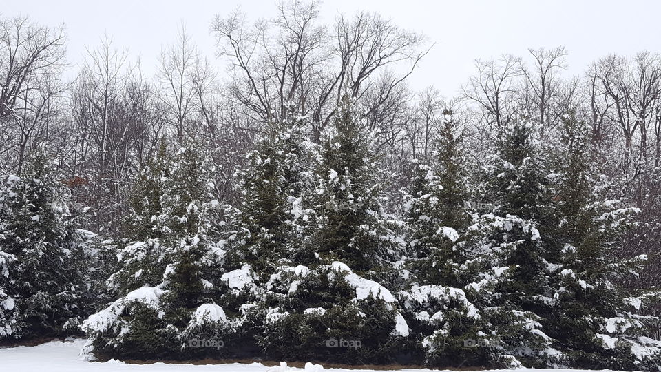 snowy pines