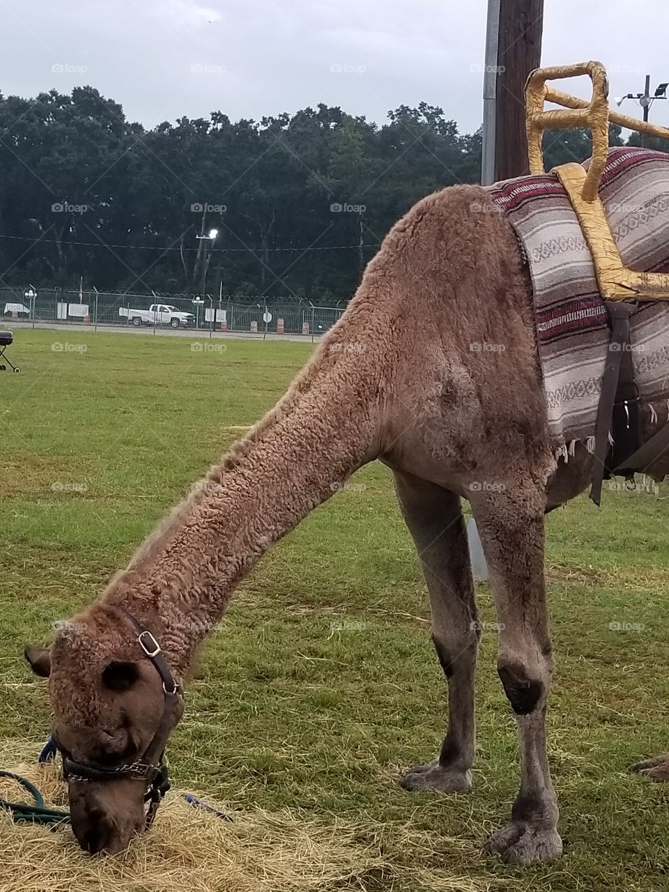 Camel