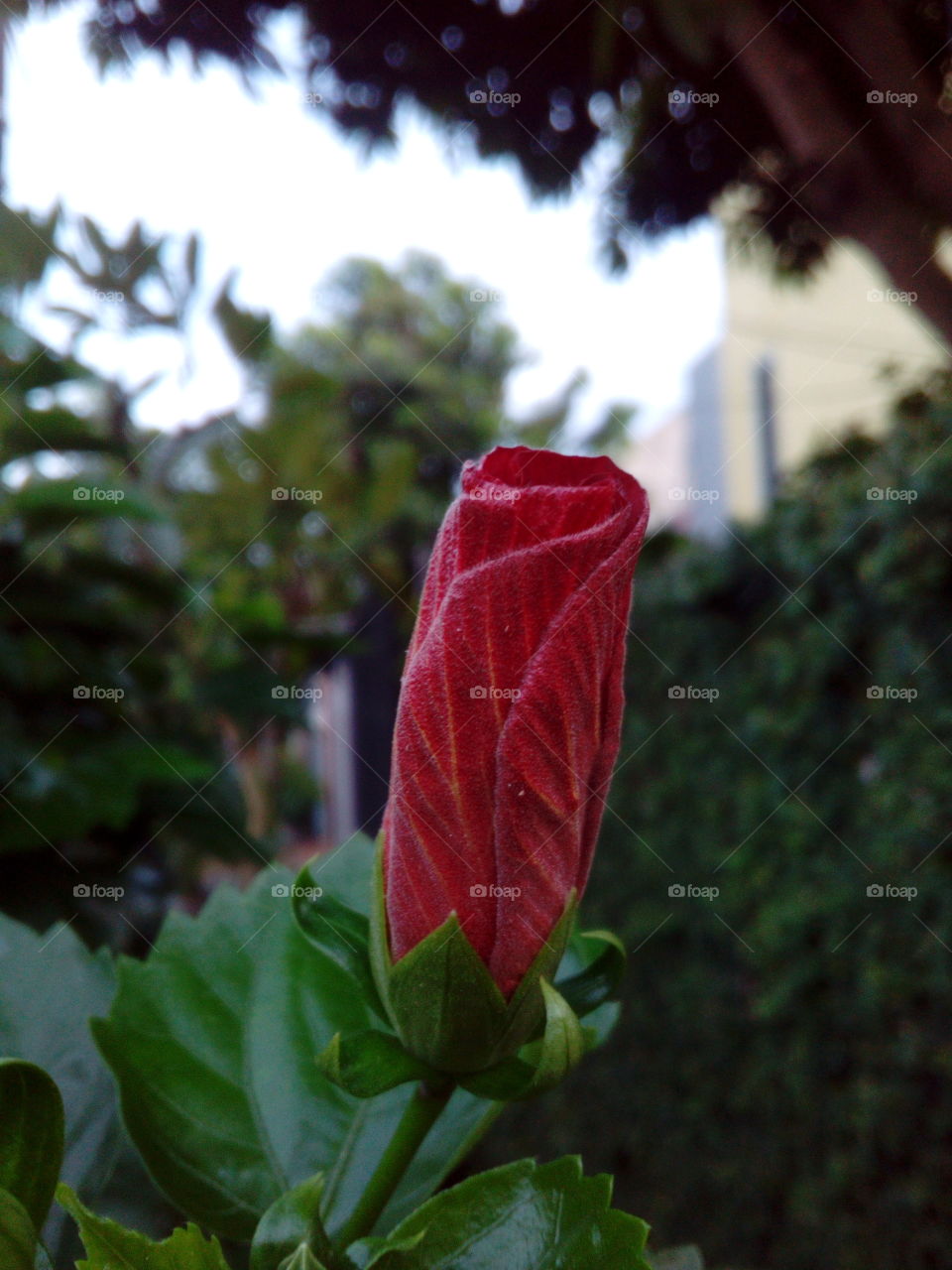Budding Flower in the Spring time