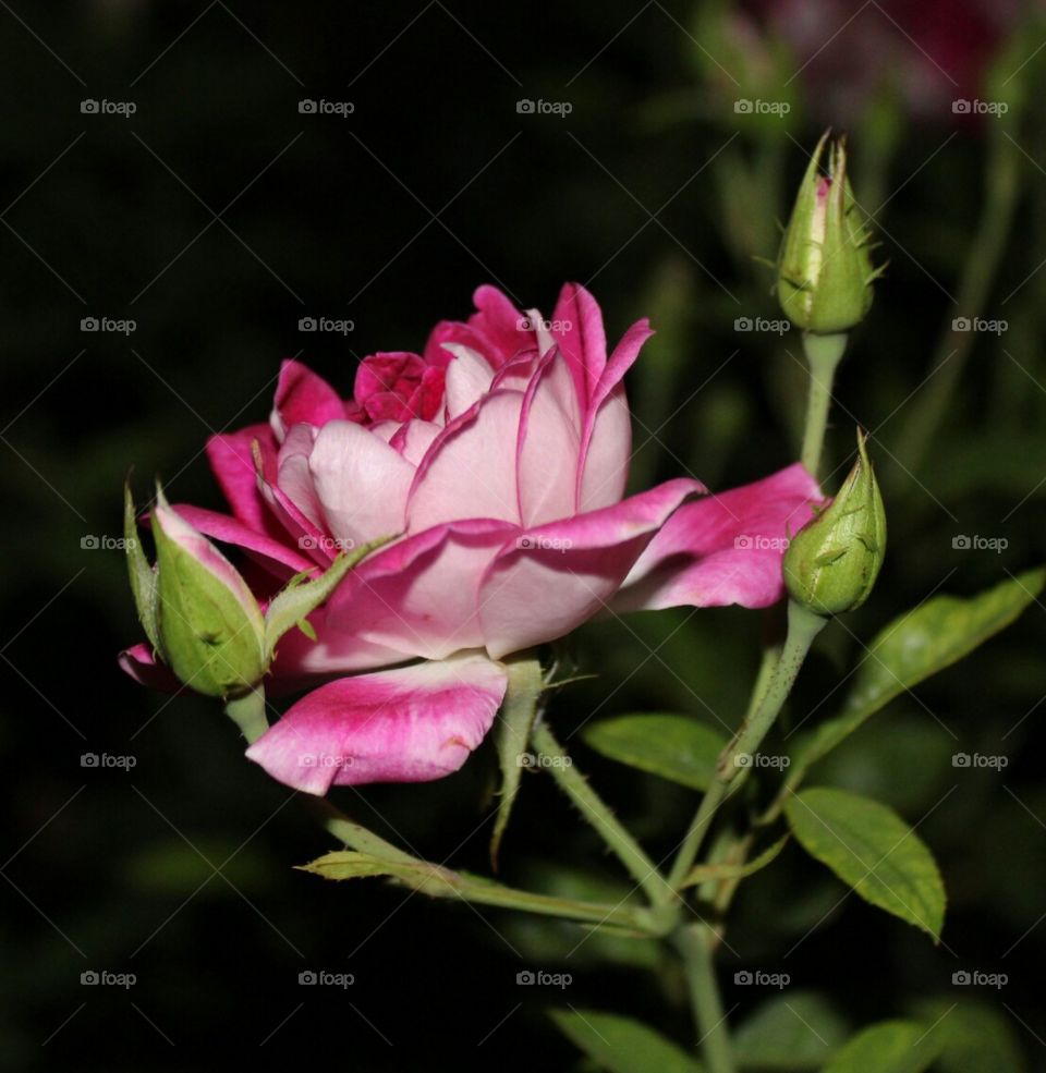 Flower, Rose, Nature, Flora, Garden