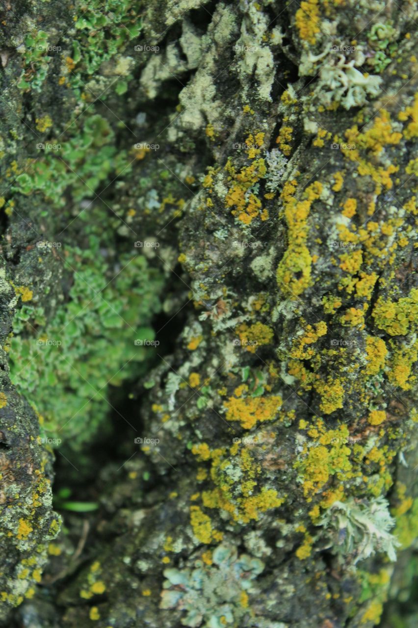 Accidentally deleted photo. A closeup of mosses and lichens on tree bark on an old tree at the seashore. Textured pattern in shades of greens and yellows. 