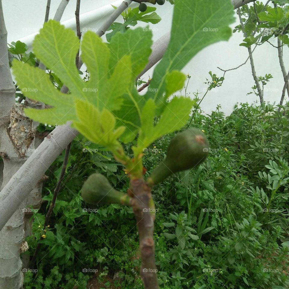 A beautiful fig tree.