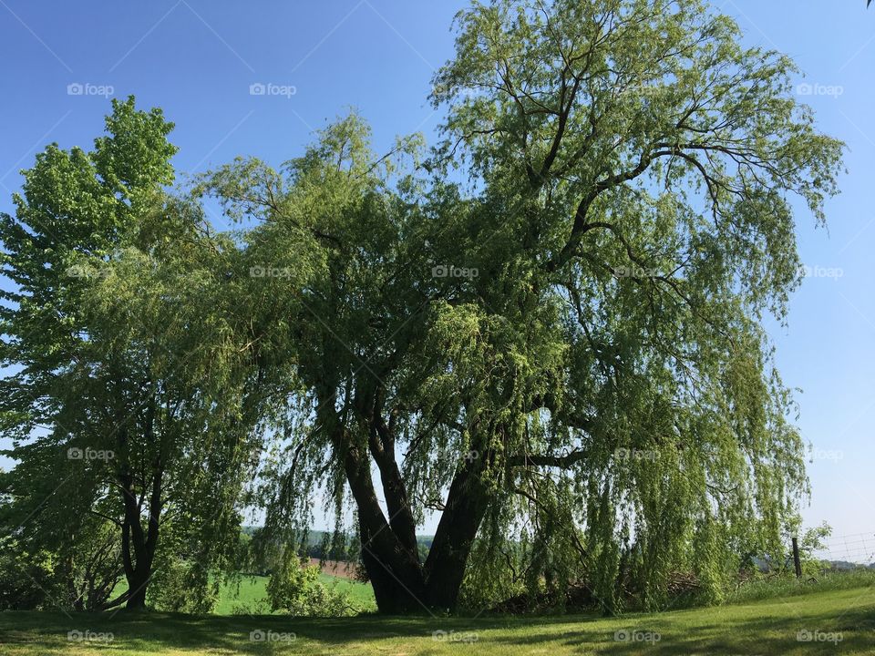 Willow tree on my property. The grandfather of trees, absolutely beautiful. In rural Ontario. Green grass with clear blue skies.