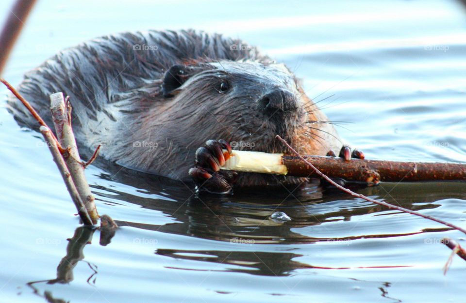 Beaver gnawing on a branch
