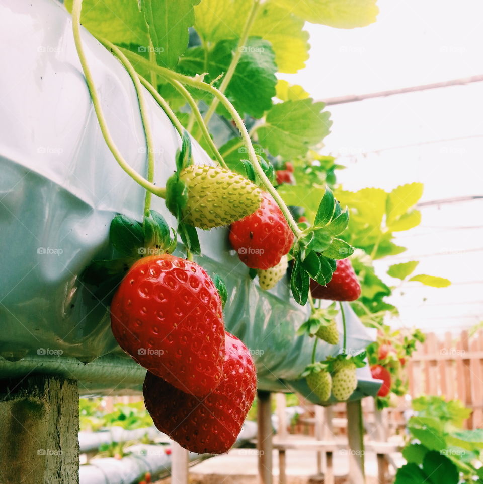 Strawberries. at the Strawberry garden