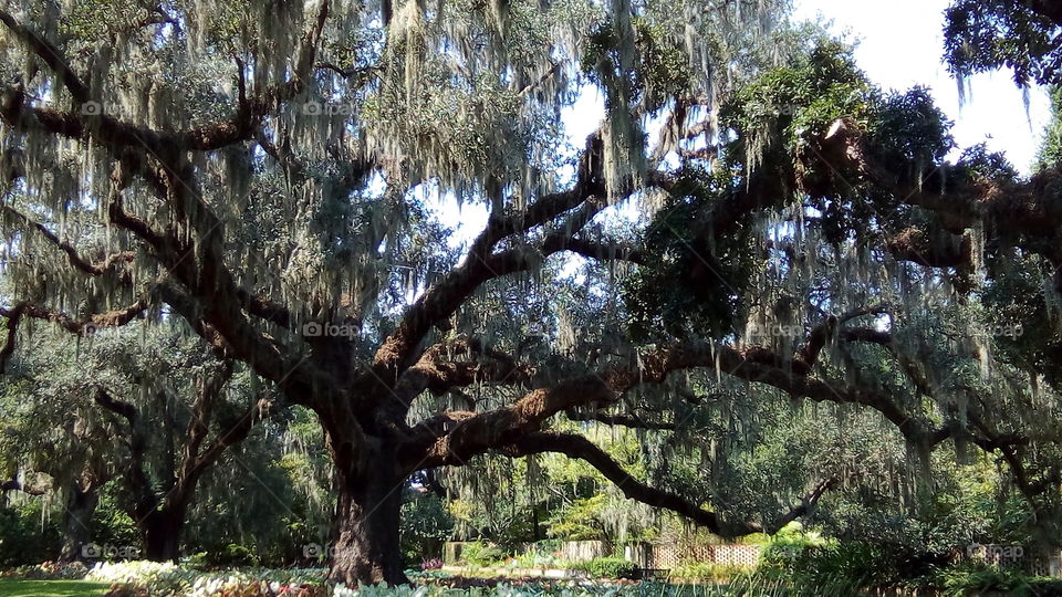 oak park South Carolina United States