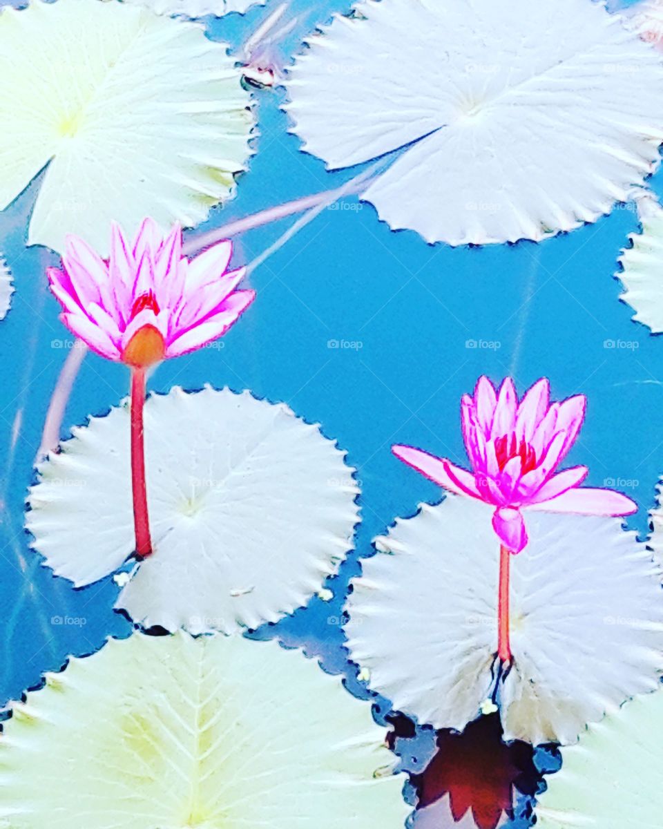 waterlillies in the pond of Leela Goa