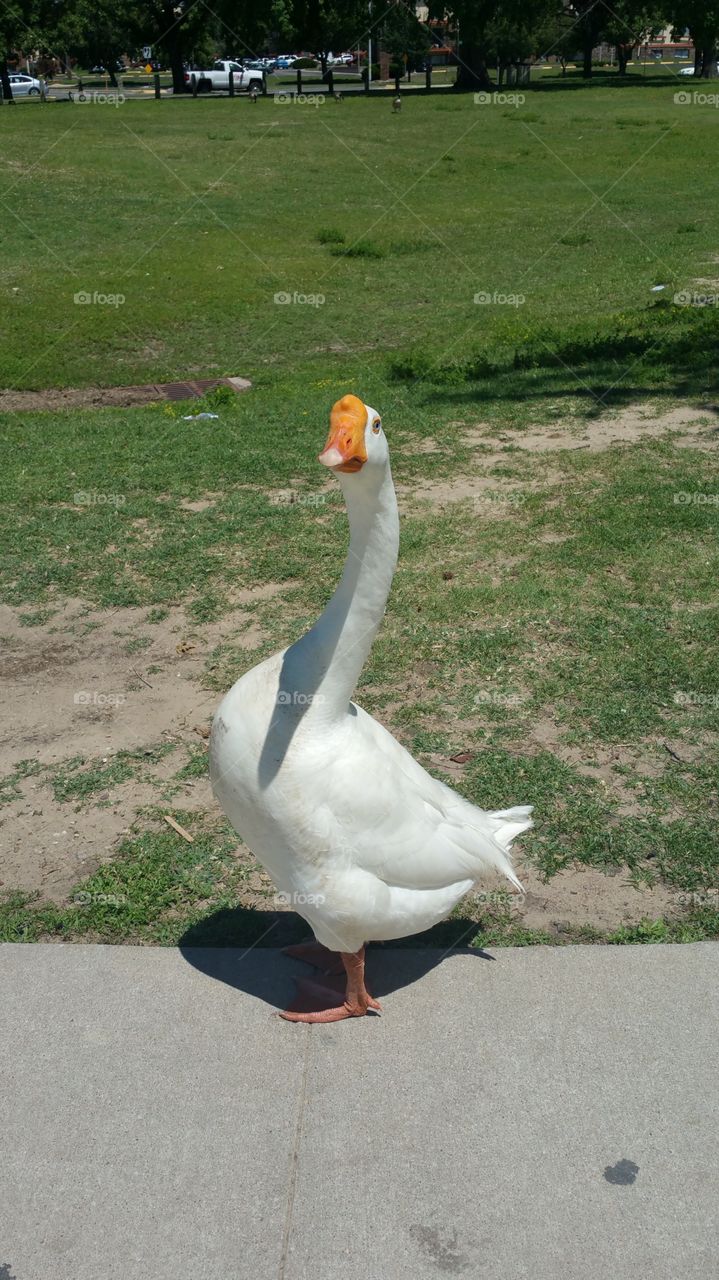 Posing Duck. White duck