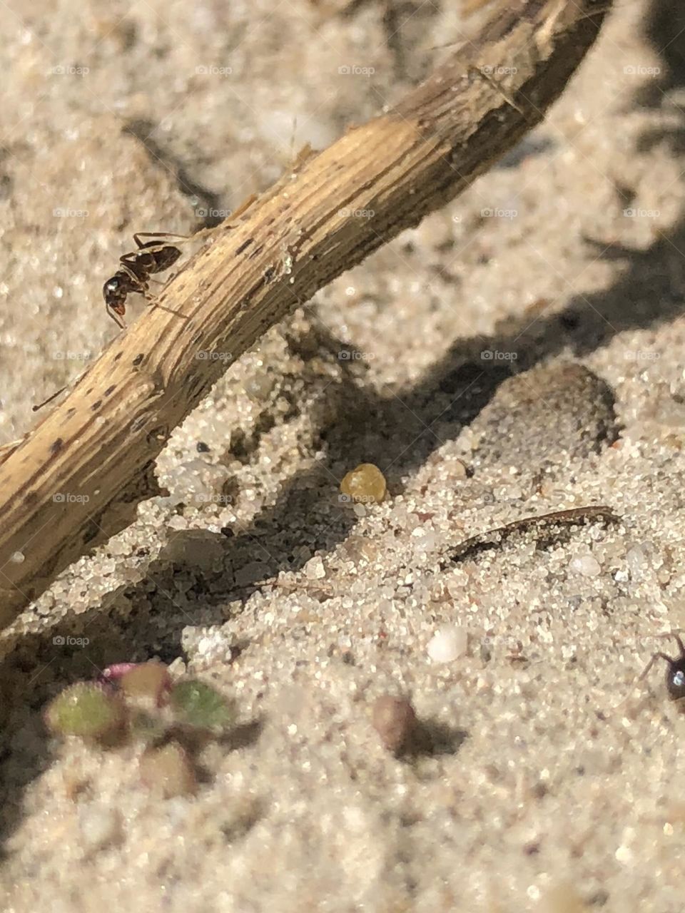 I enjoyed taking these photos. The tiny world of ants.