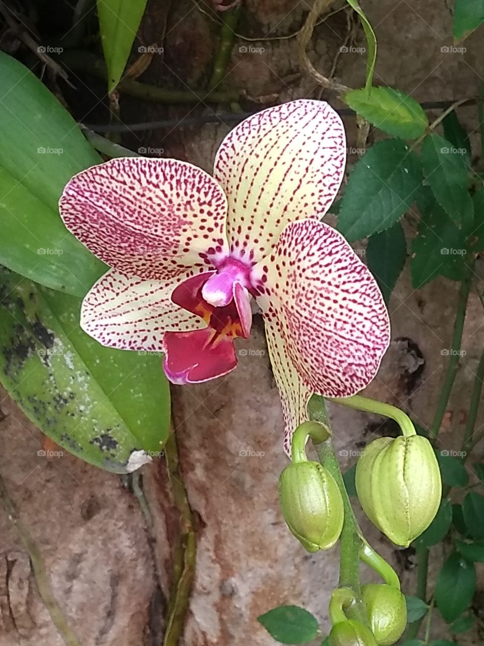 Orquídea linda