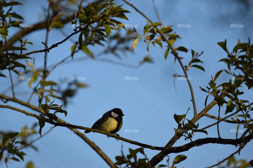 Songbird and blue sky