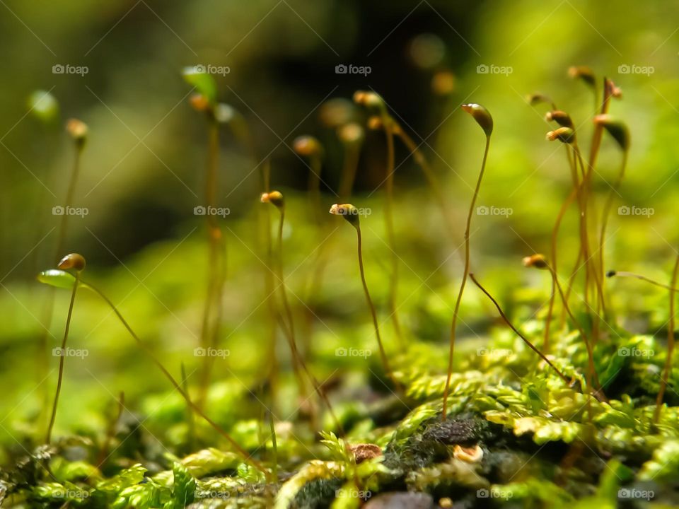 Campfire moss or common cord-moss, is a type of water moss that grows in moist soil.