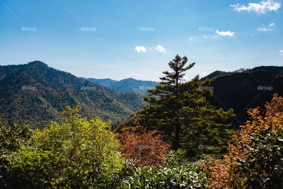 Landscape view from Alum Cave trail hike at Great Smoky Mountain national park 