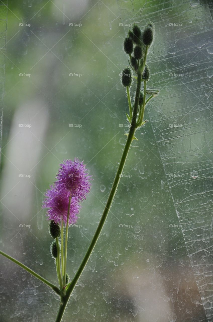 Life beyond the window