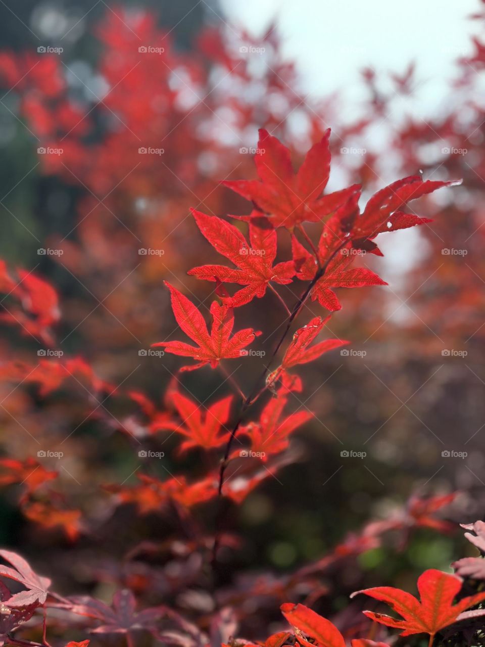 Red maple leaf 