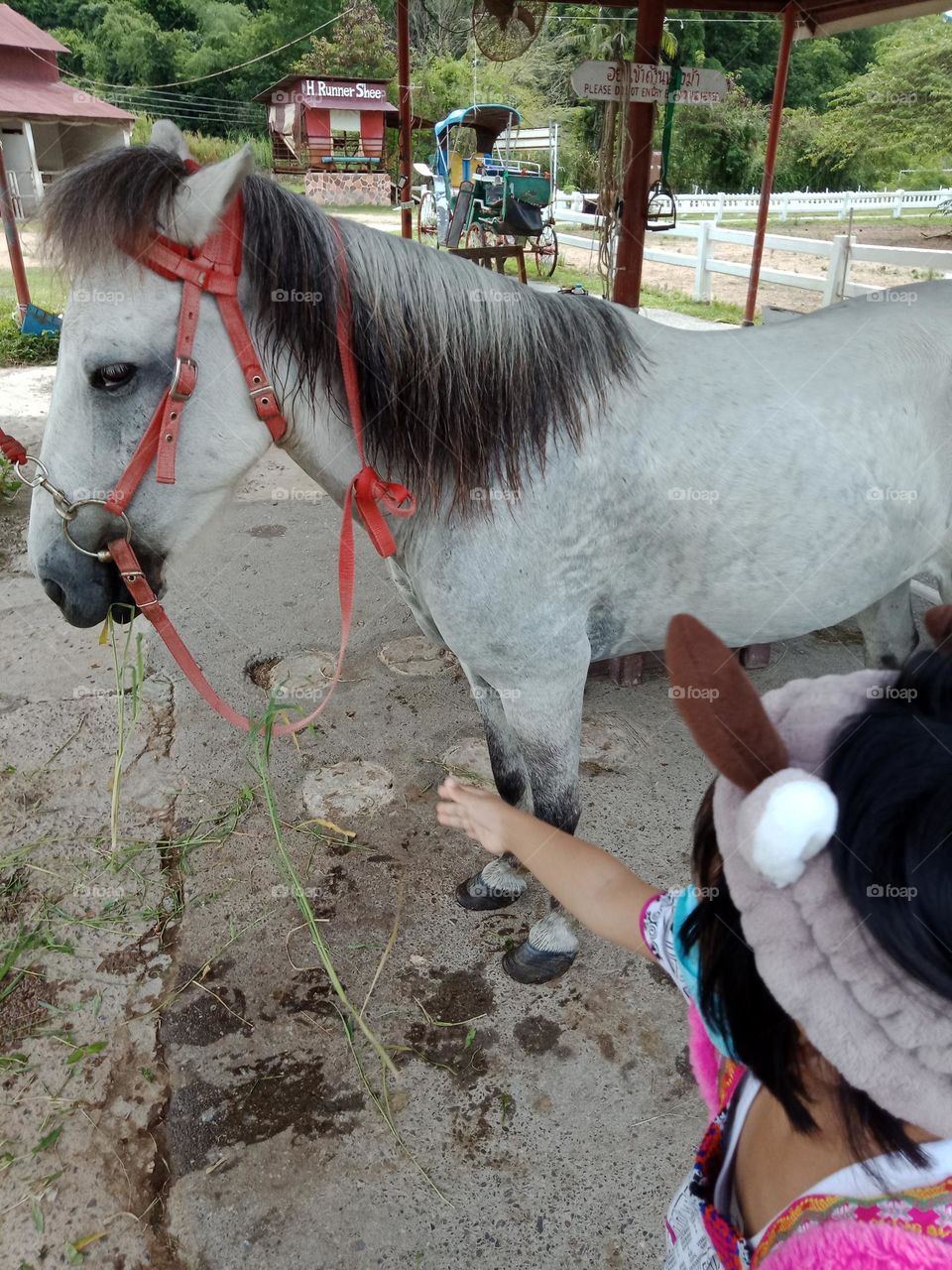 White horse