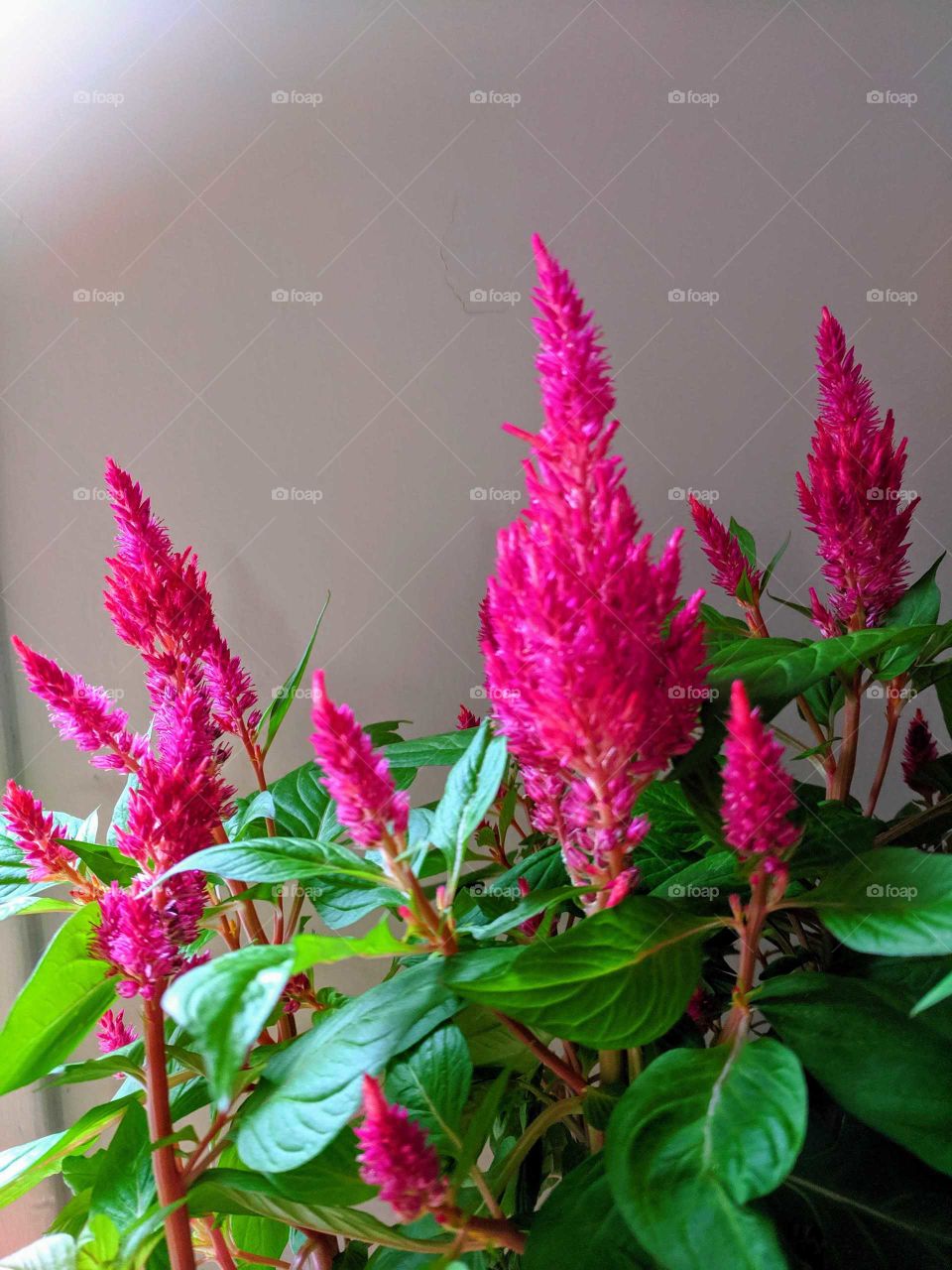 getting more beautiful