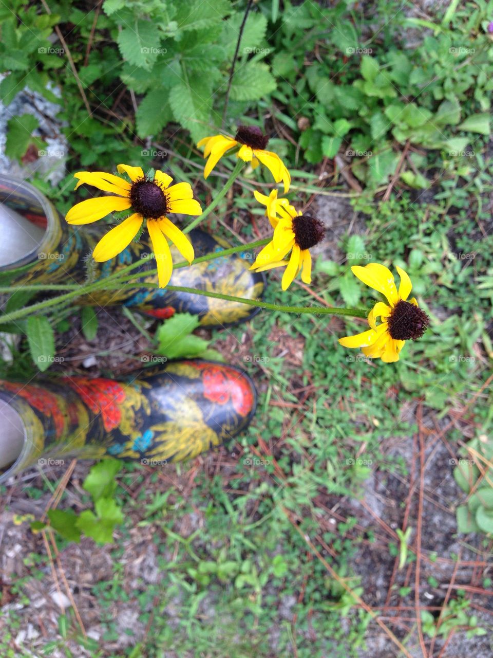 Daisies in the garden.