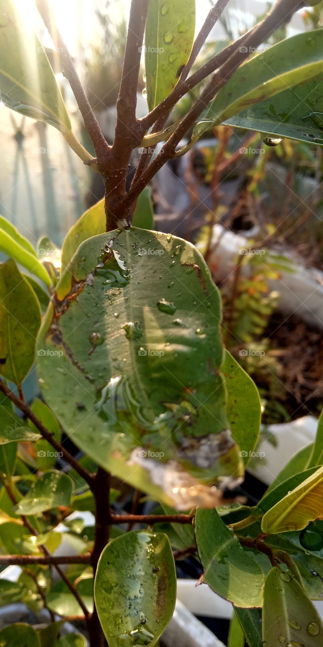 so healthy loons !!!   and gave a green thumbs
090221