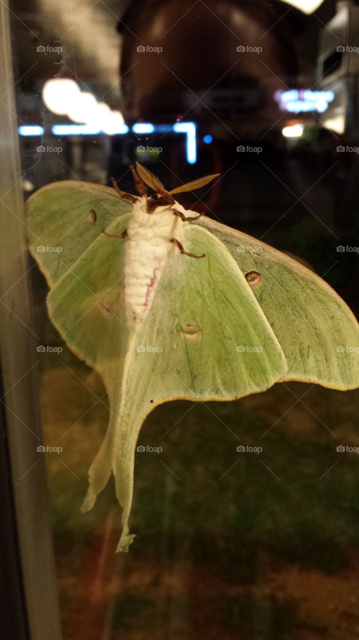luna moth. big pretty green moth