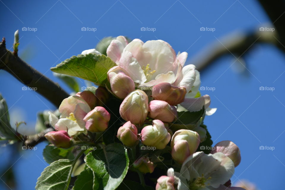 Close-up of tree branch