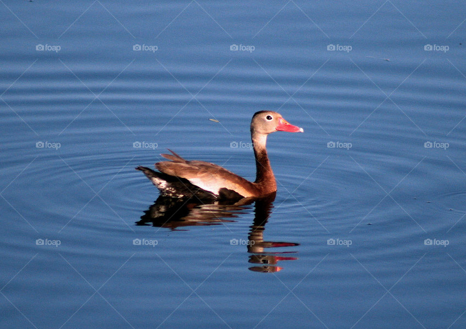 Black-bellied whistling duck reflection 