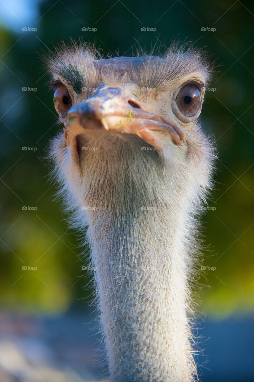 Ostrich