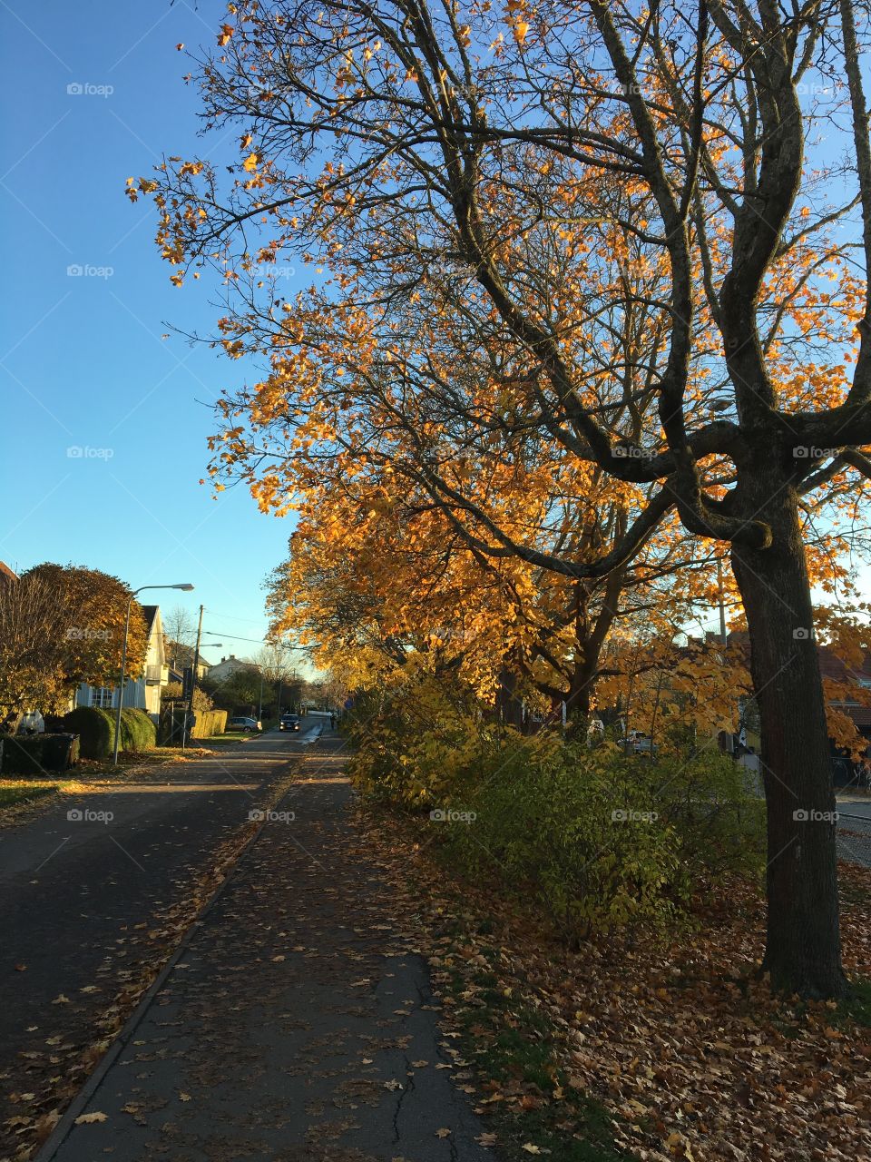 Fall tree in daylight