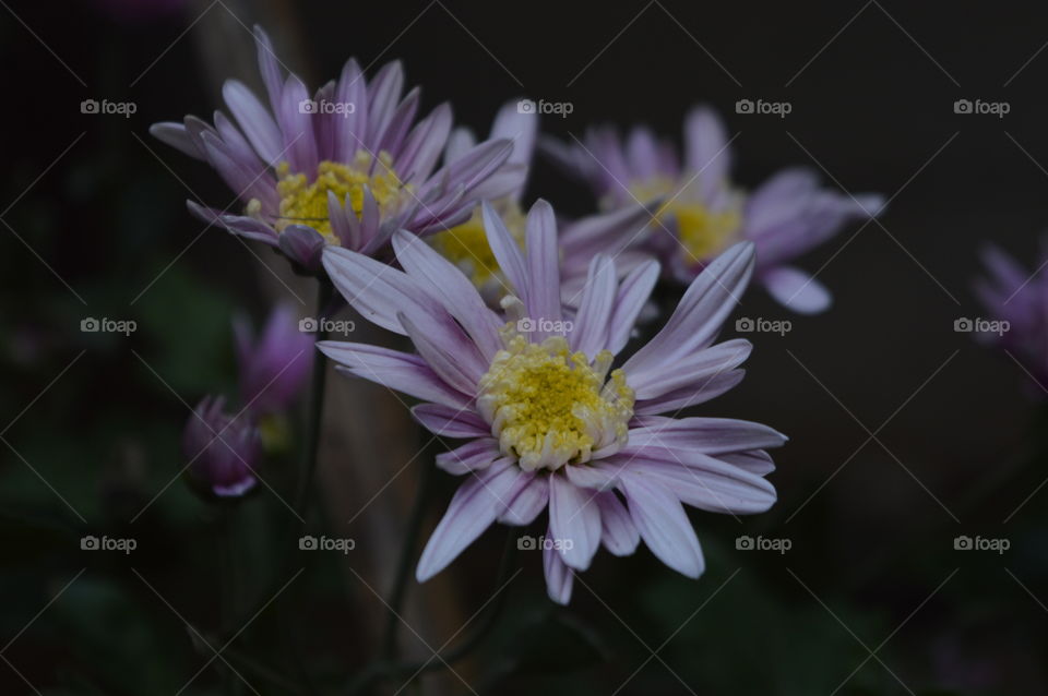 Aster flower is the birth flower for the month of September and is often used to mark twenty years of marriage.