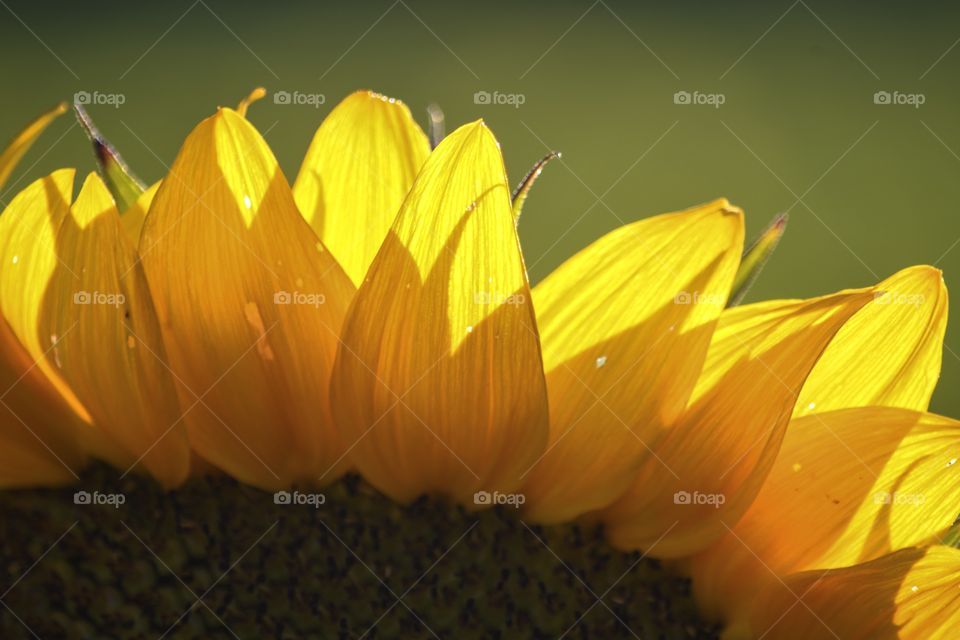 Petals of a sunflower in last light 