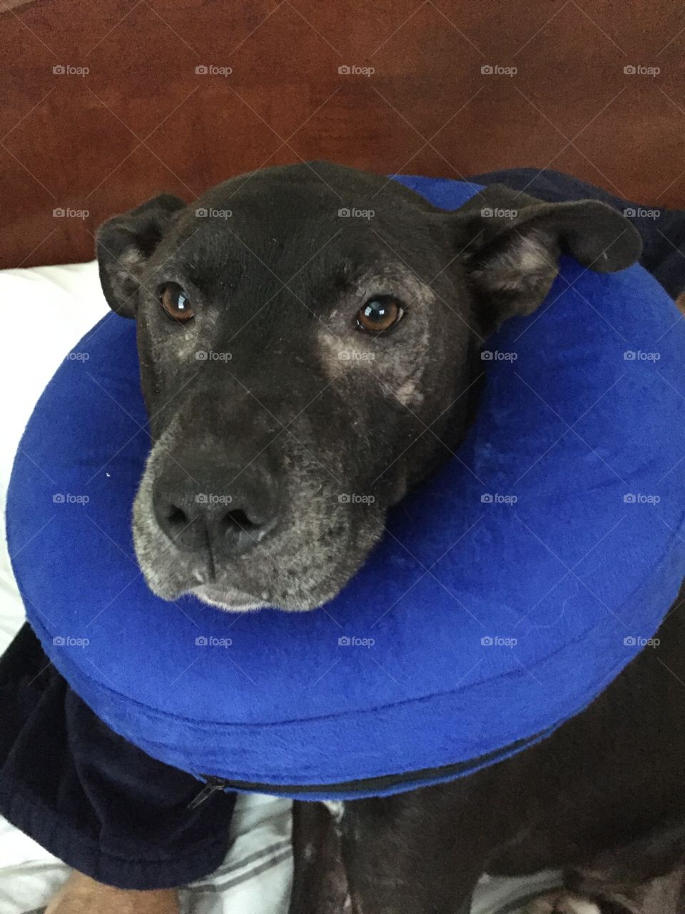 Dog with donut collar