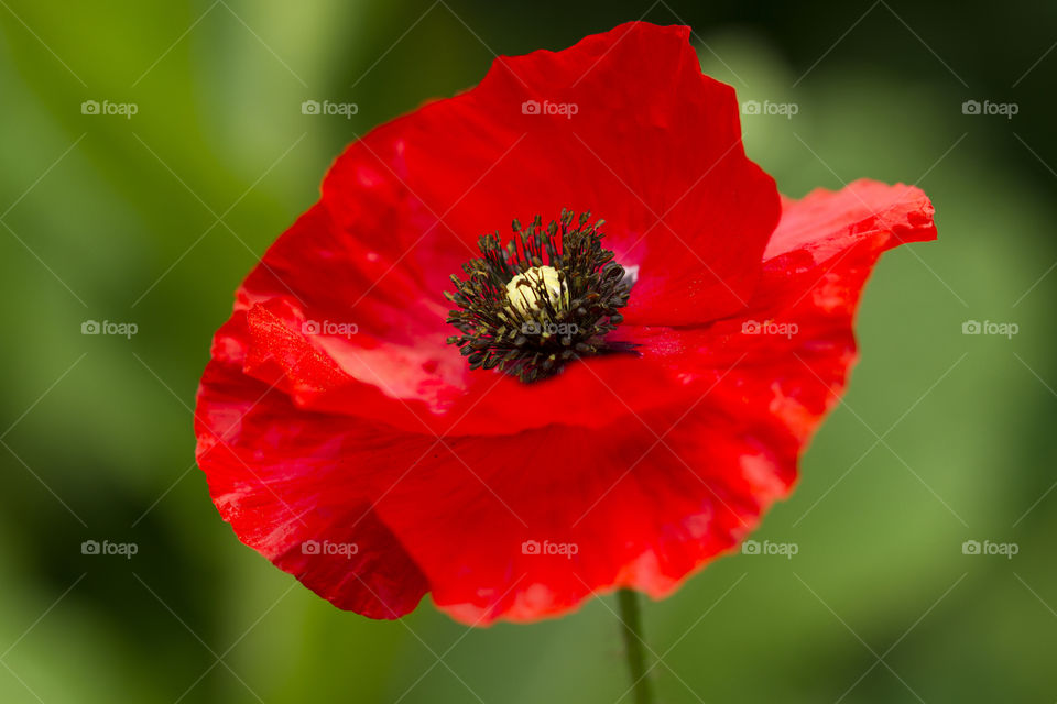 Beautiful red poppy flower