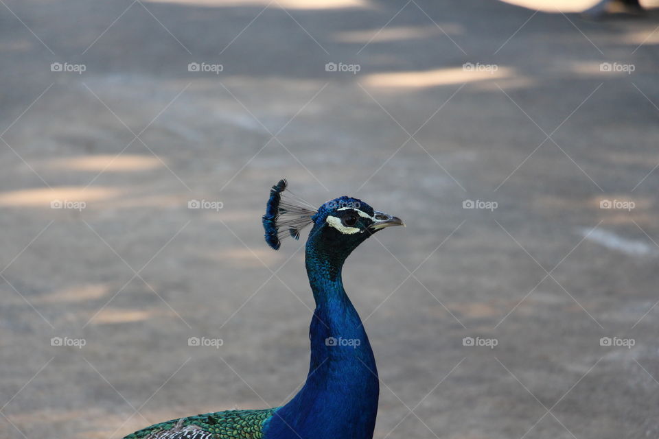 peacock