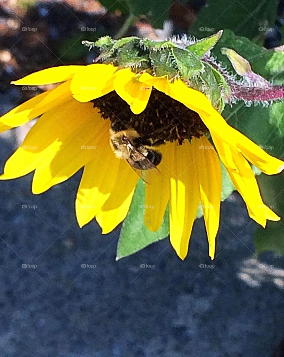 Bee on a sunflower