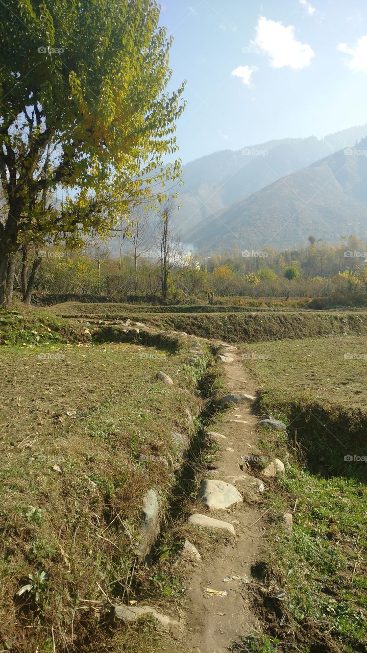 rice fields