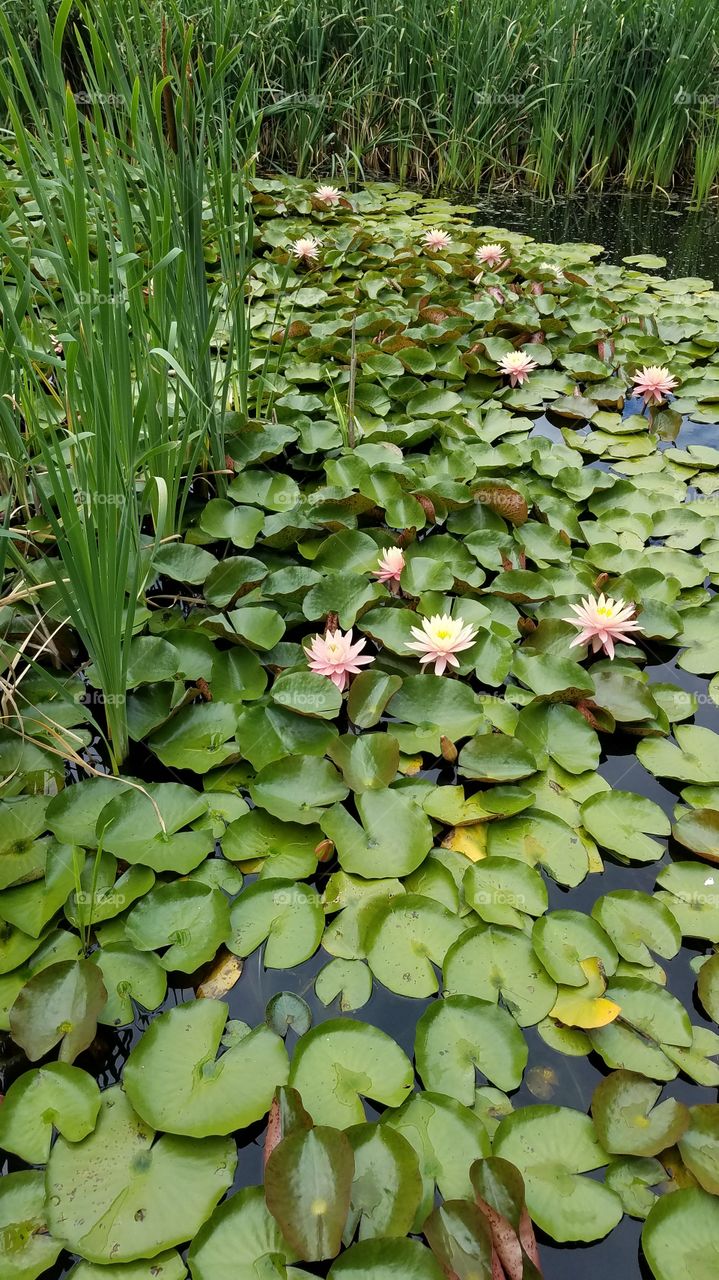 Lilly pads