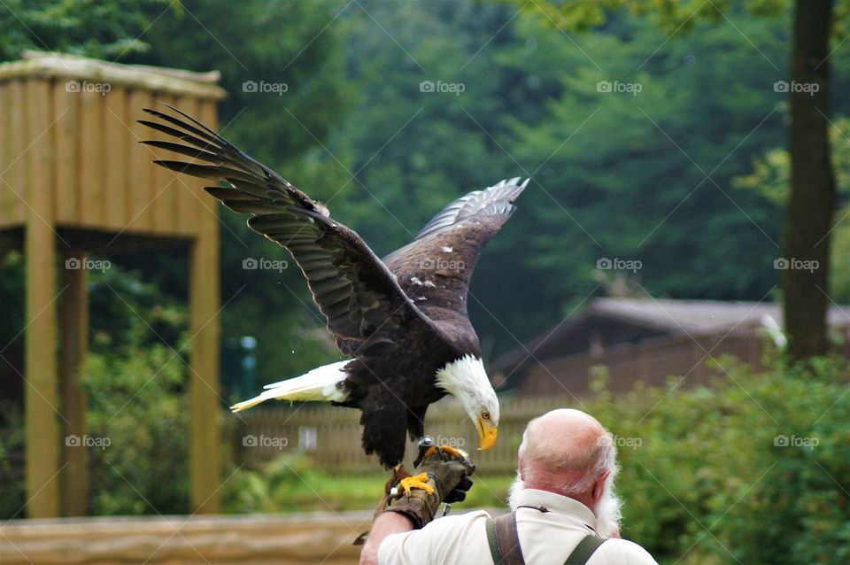 the eagle has landed