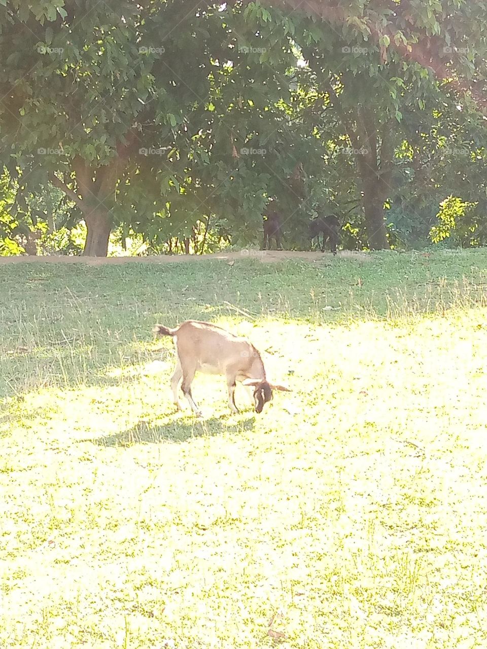 urban. wildlife upload photo this week 
and  natural .