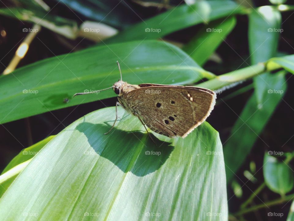 Beautiful little butterfly