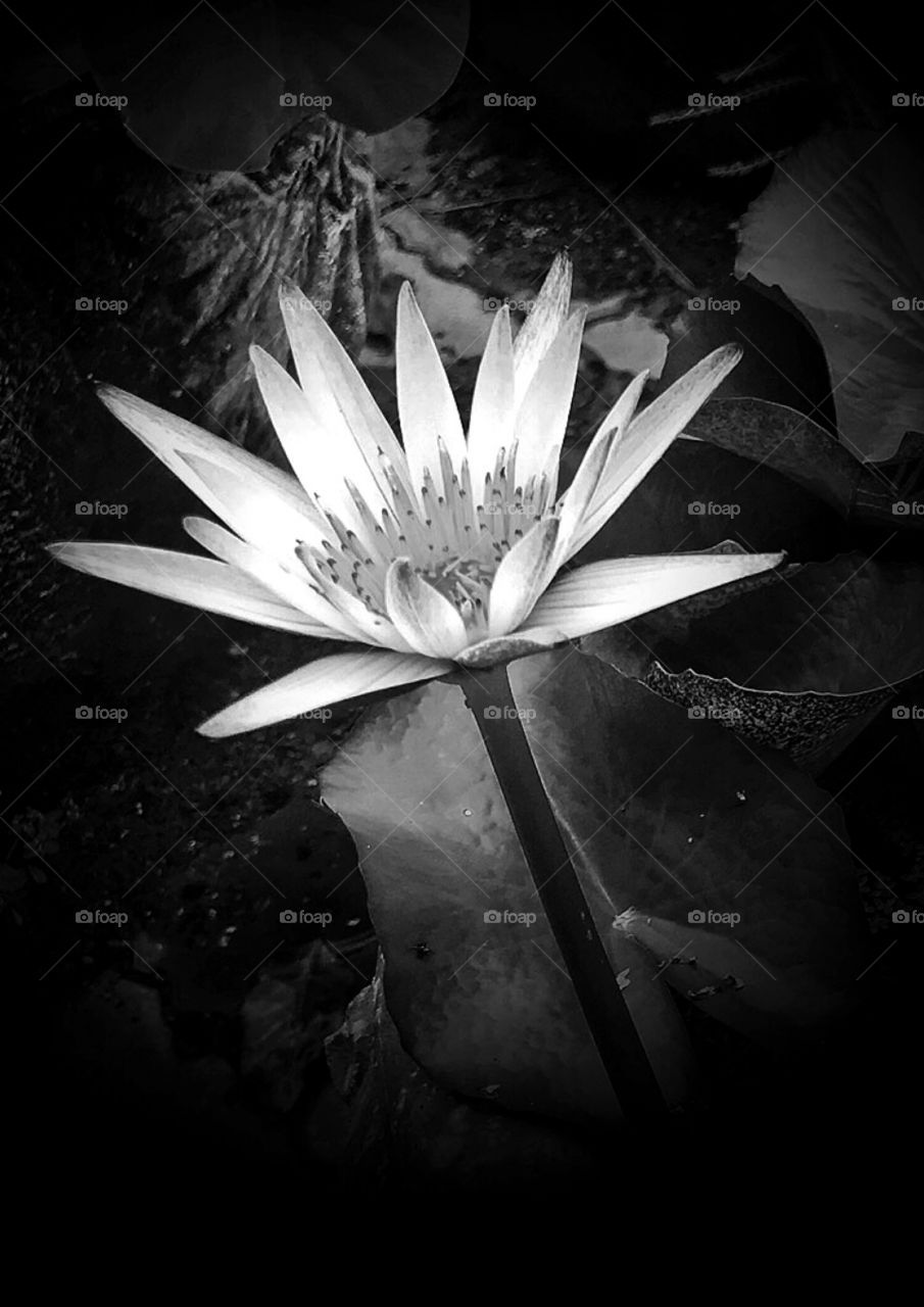 Black and white. beautiful flower. flower in the garden 